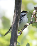 Blackpoll Warbler 6374